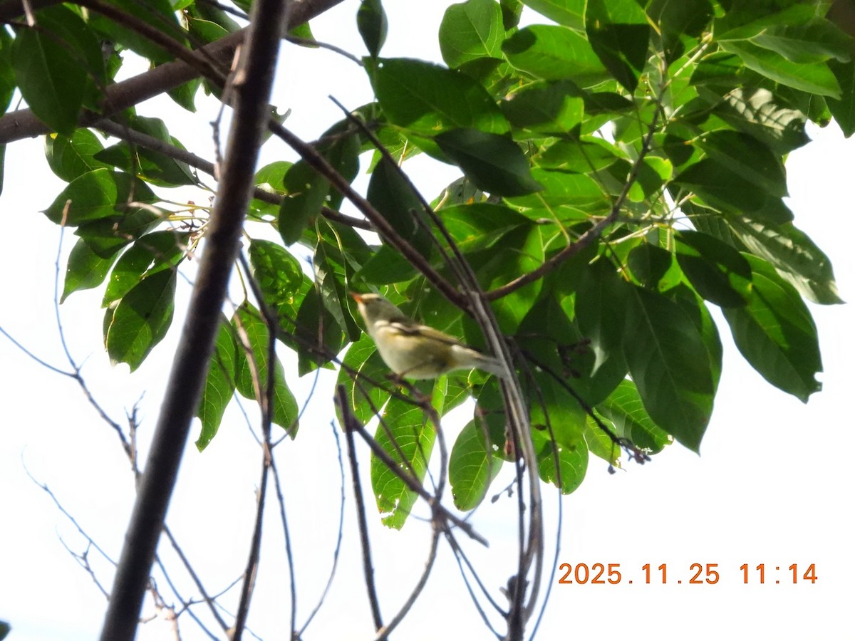 Arctic Warbler - ML645830277