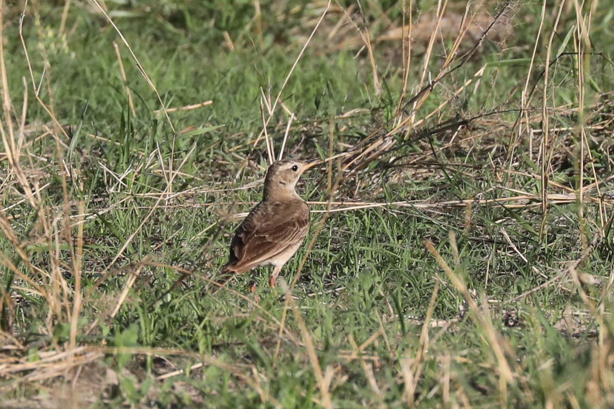 Plain-backed Pipit - ML645830287