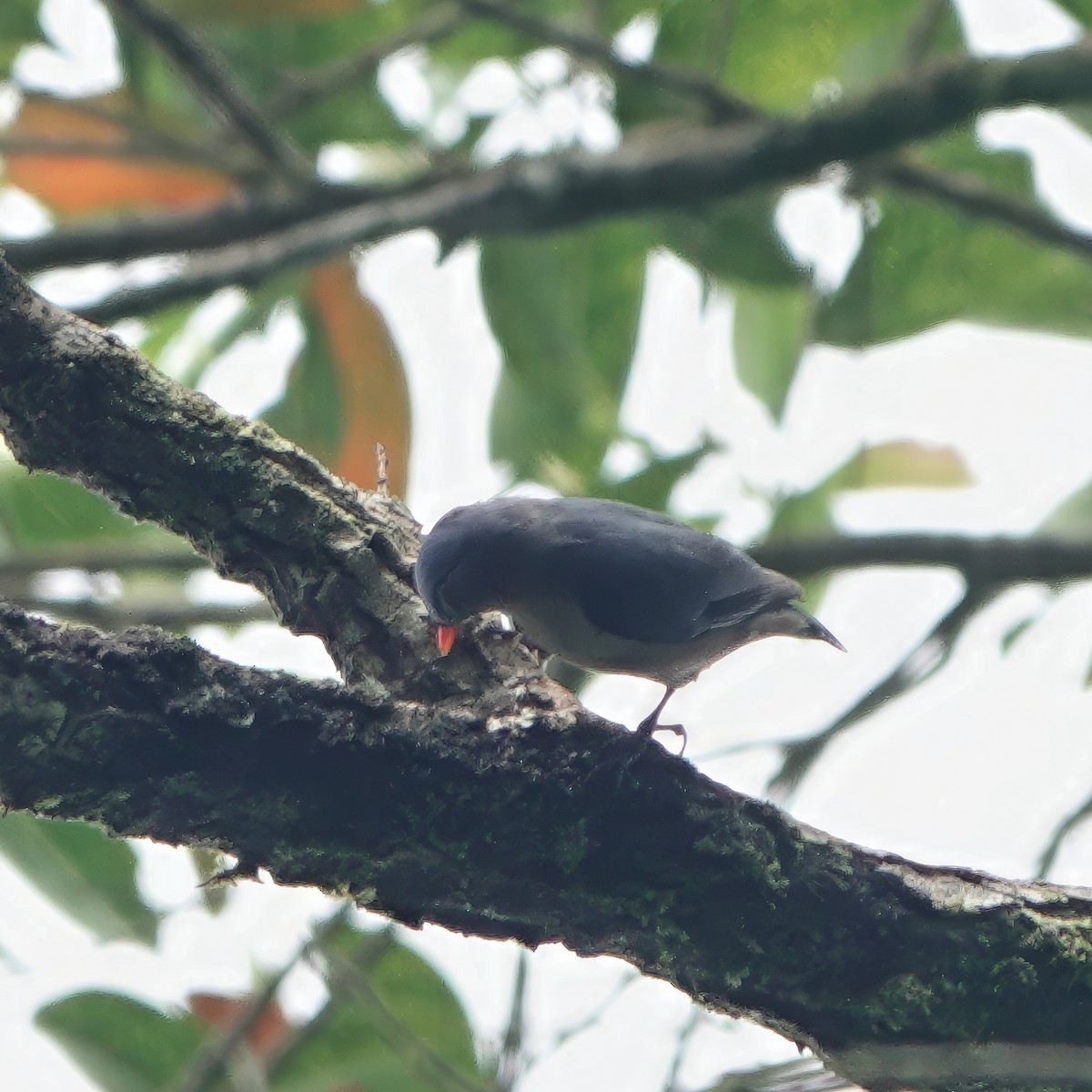Velvet-fronted Nuthatch - ML645830291