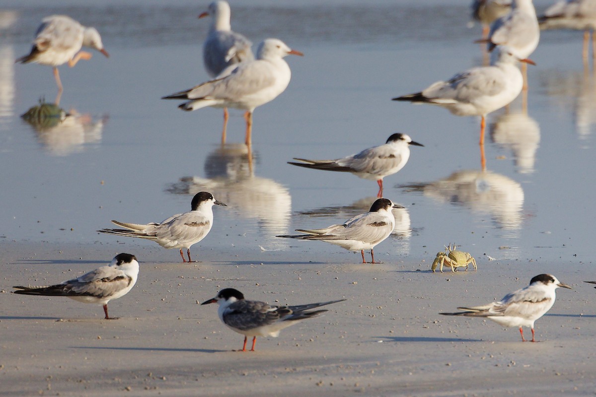 Common Tern - ML645830293