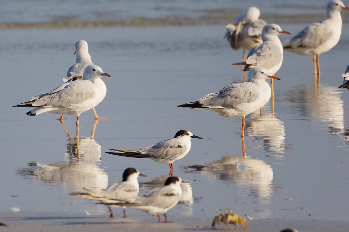 Common Tern - ML645830298