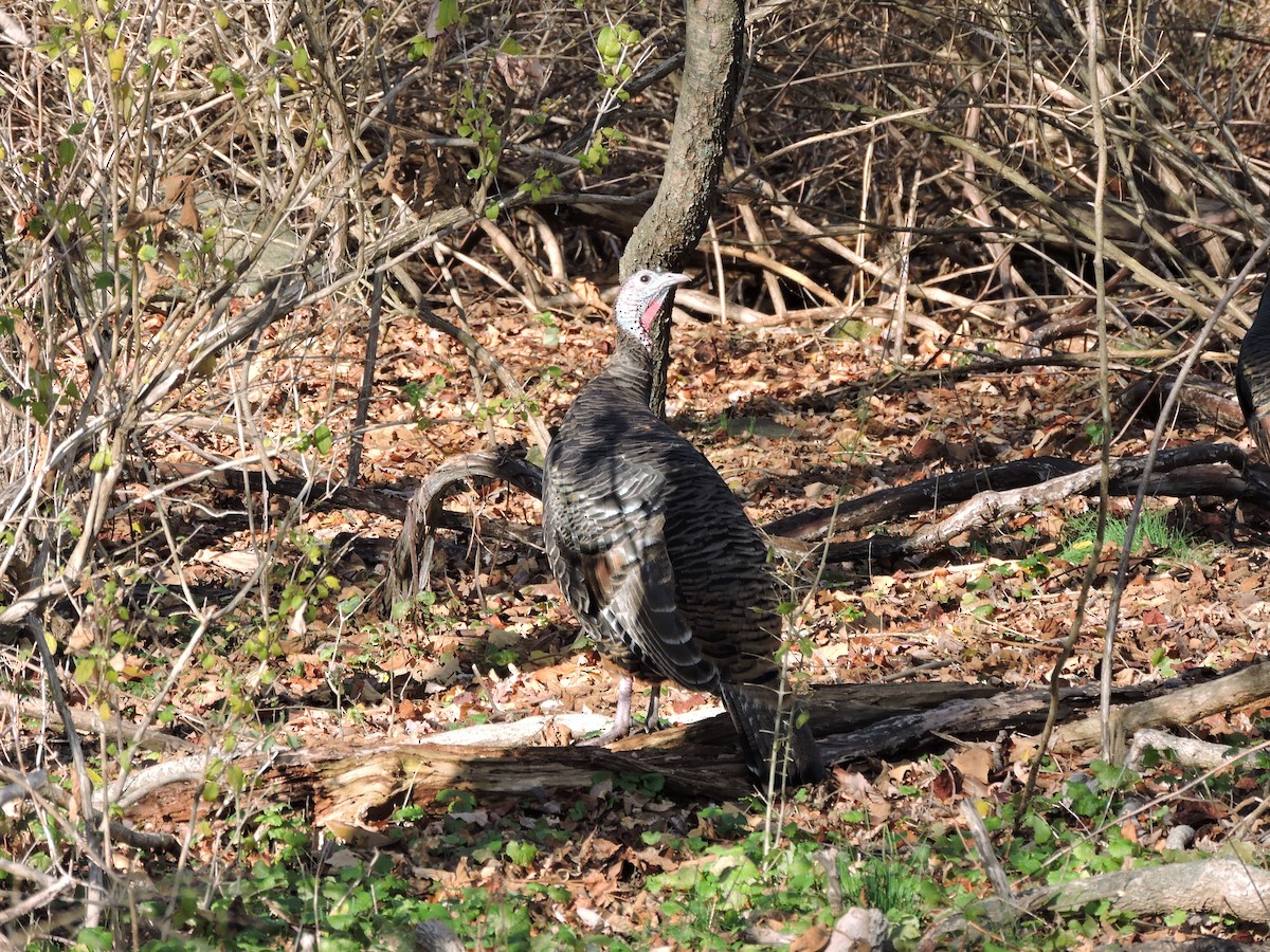 krocan divoký - ML645830309