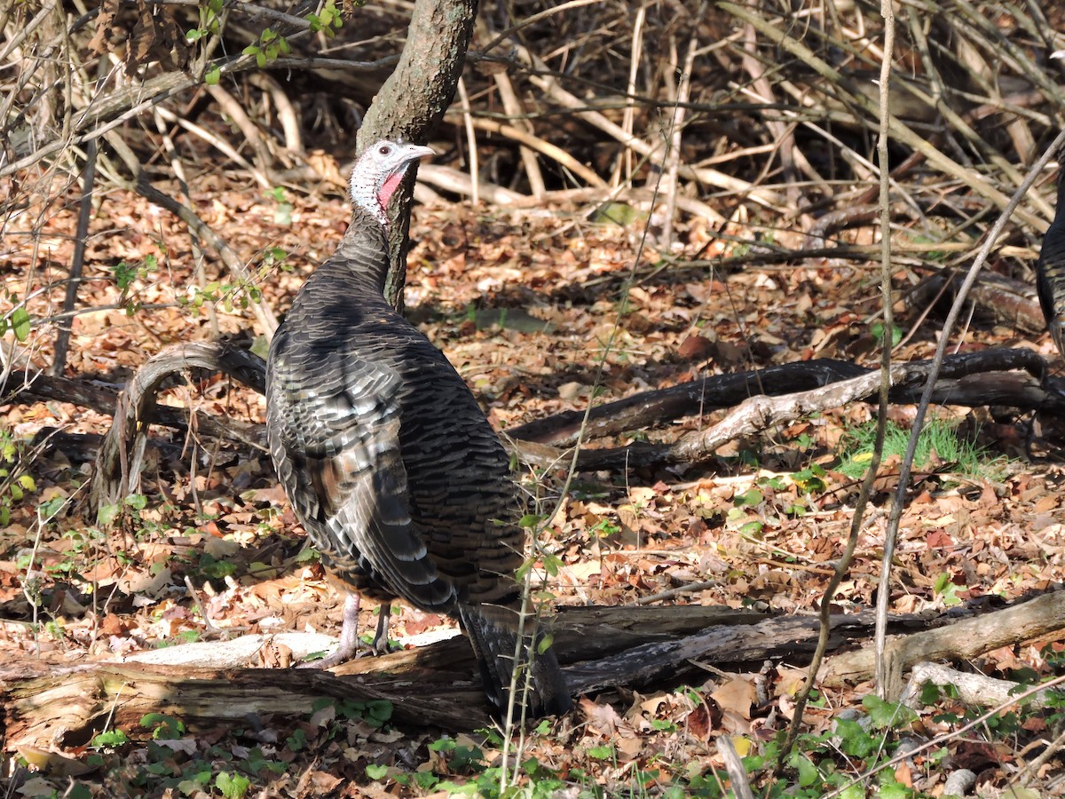 krocan divoký - ML645830310