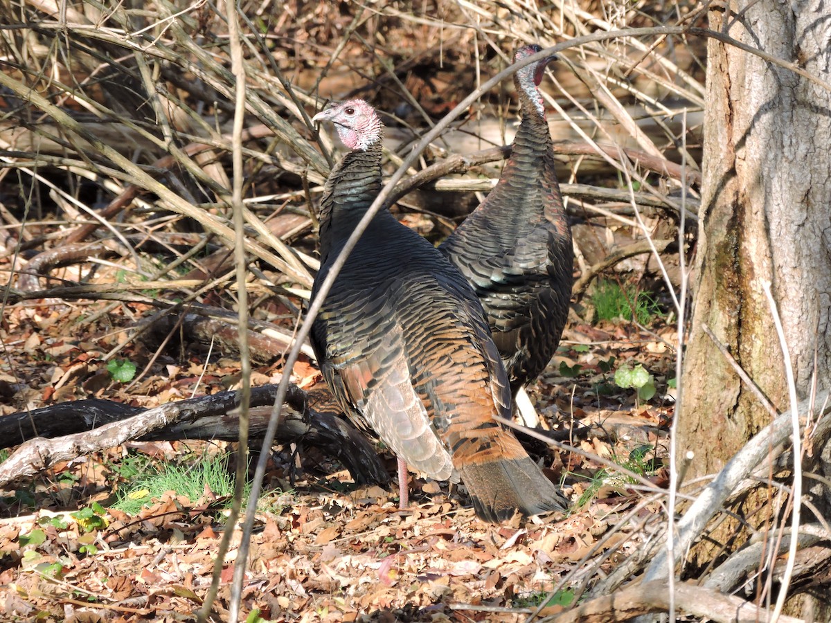 Wild Turkey - ML645830313