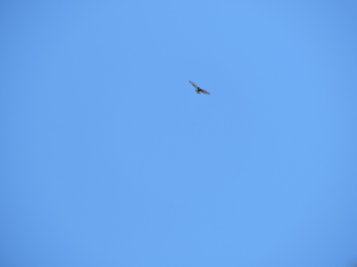 káně rudochvostá - ML645830315