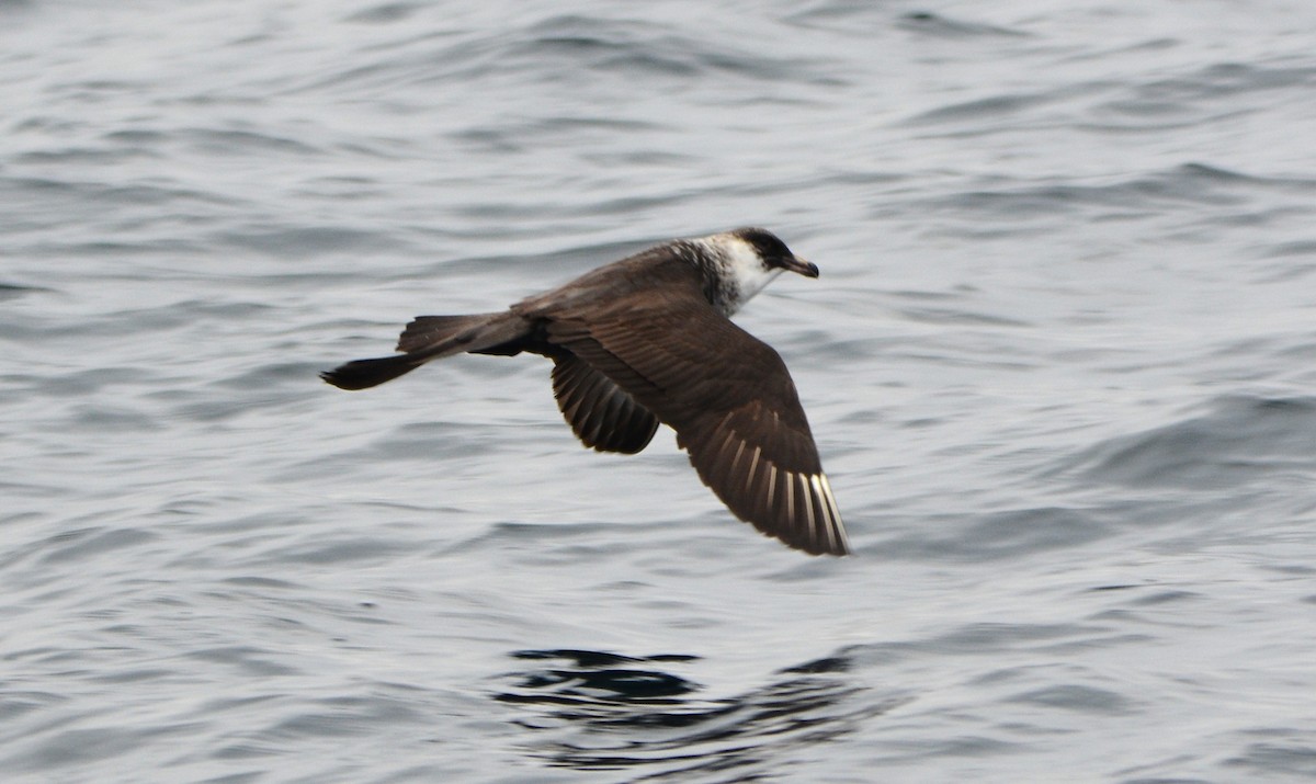 חמסן רחב-אברה - ML645830340