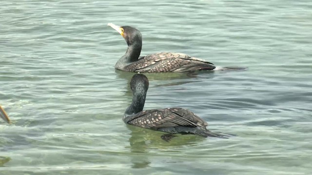 Great Cormorant (Australasian) - ML645830344