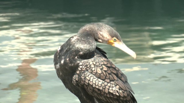 Great Cormorant (Australasian) - ML645830348