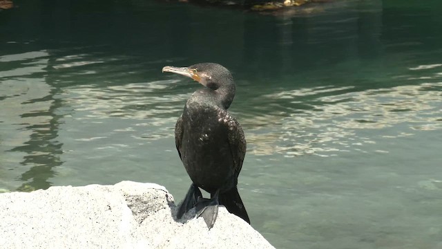 Great Cormorant (Australasian) - ML645830350