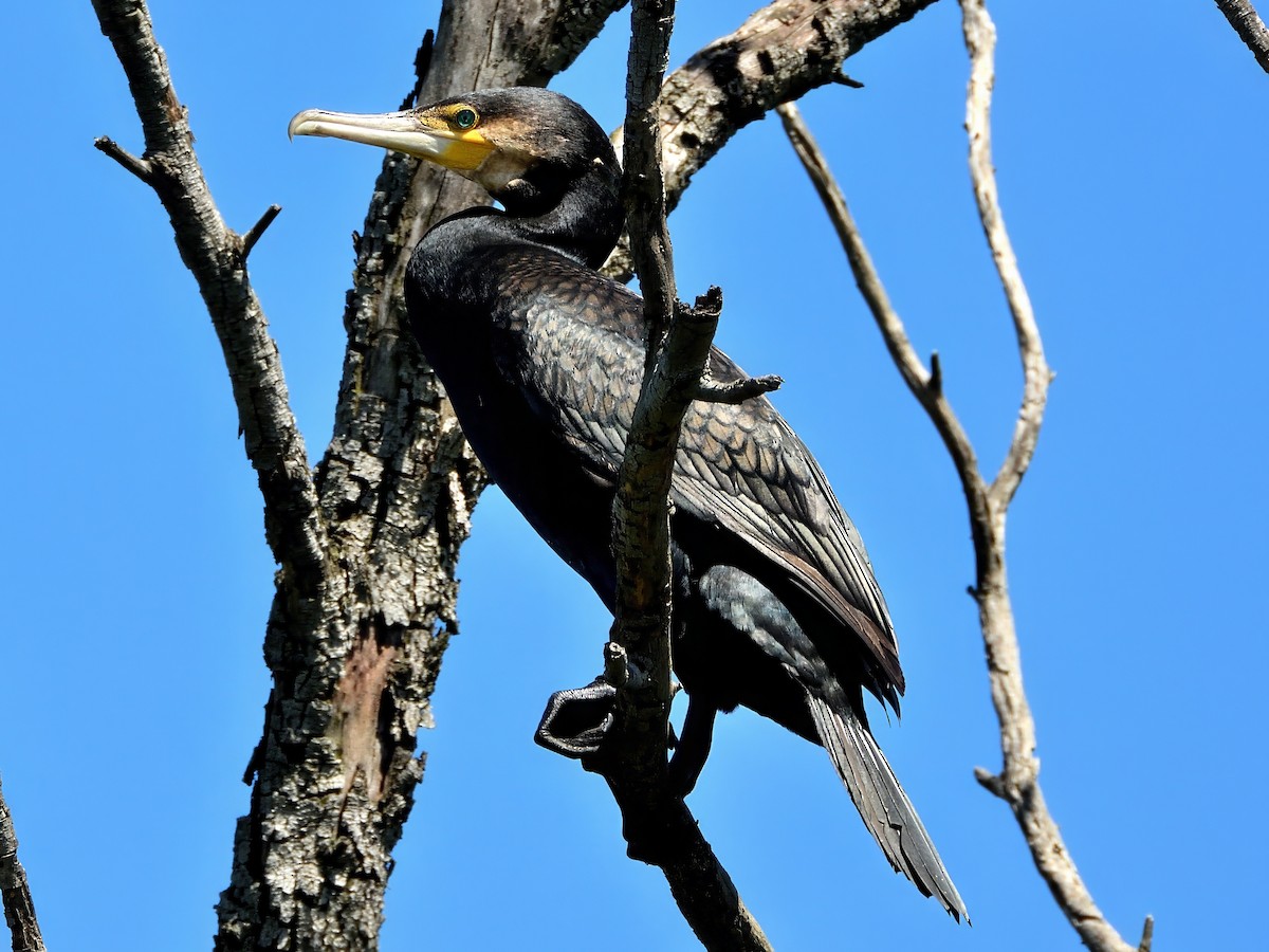 Great Cormorant (Australasian) - ML645830352
