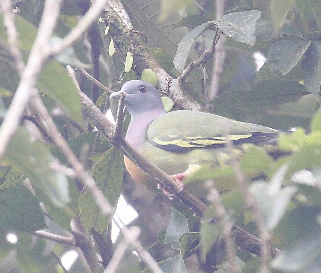 Pink-necked Green-Pigeon - ML645830365