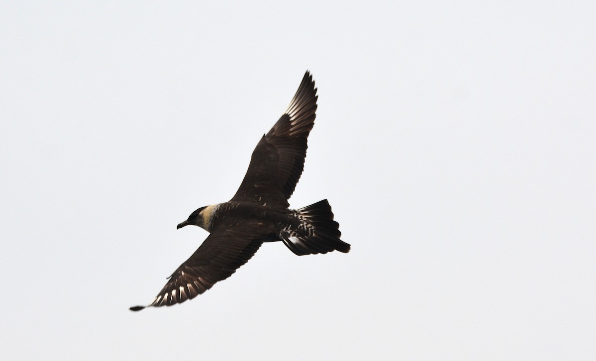 חמסן רחב-אברה - ML645830366