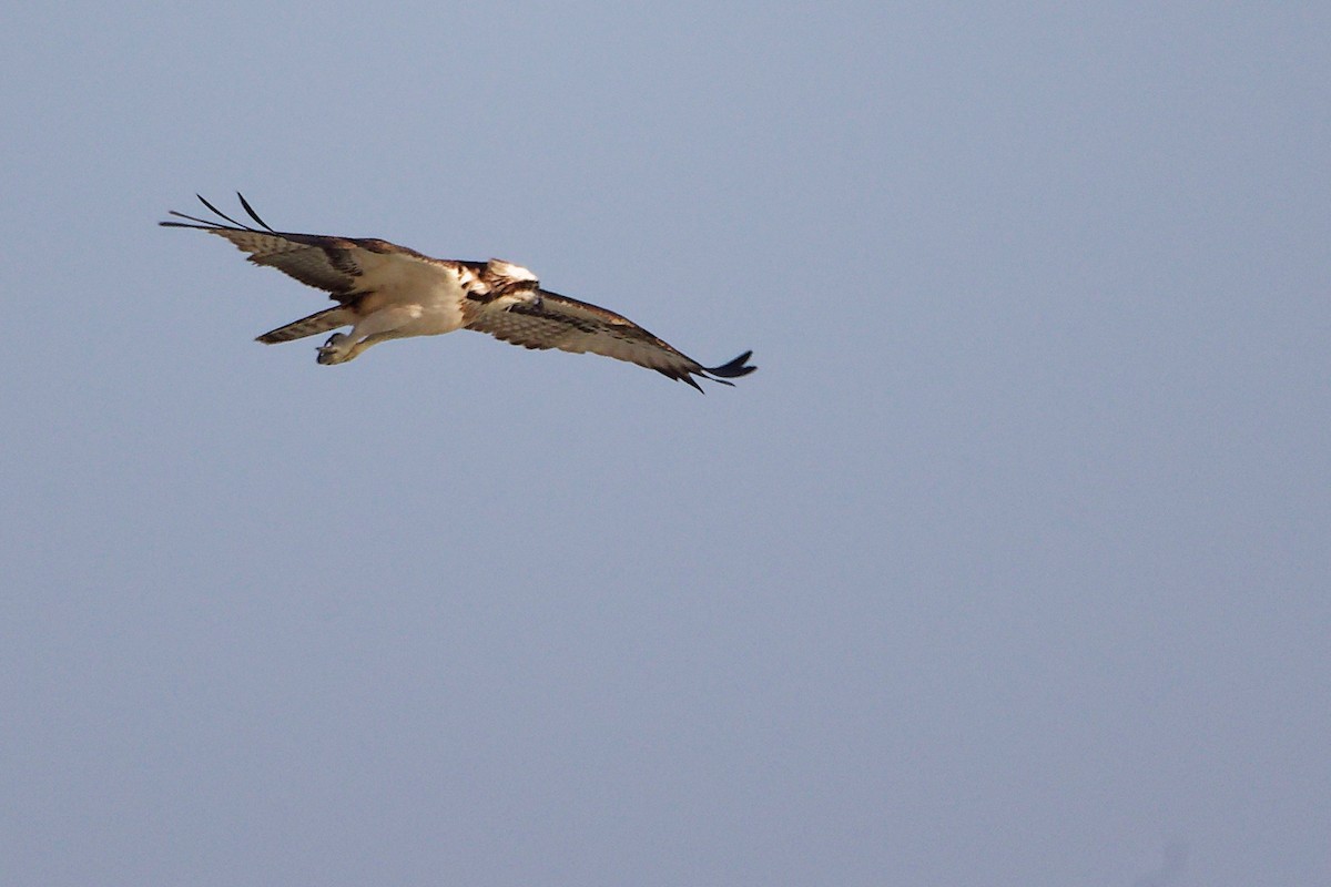 Скопа - ML645830371