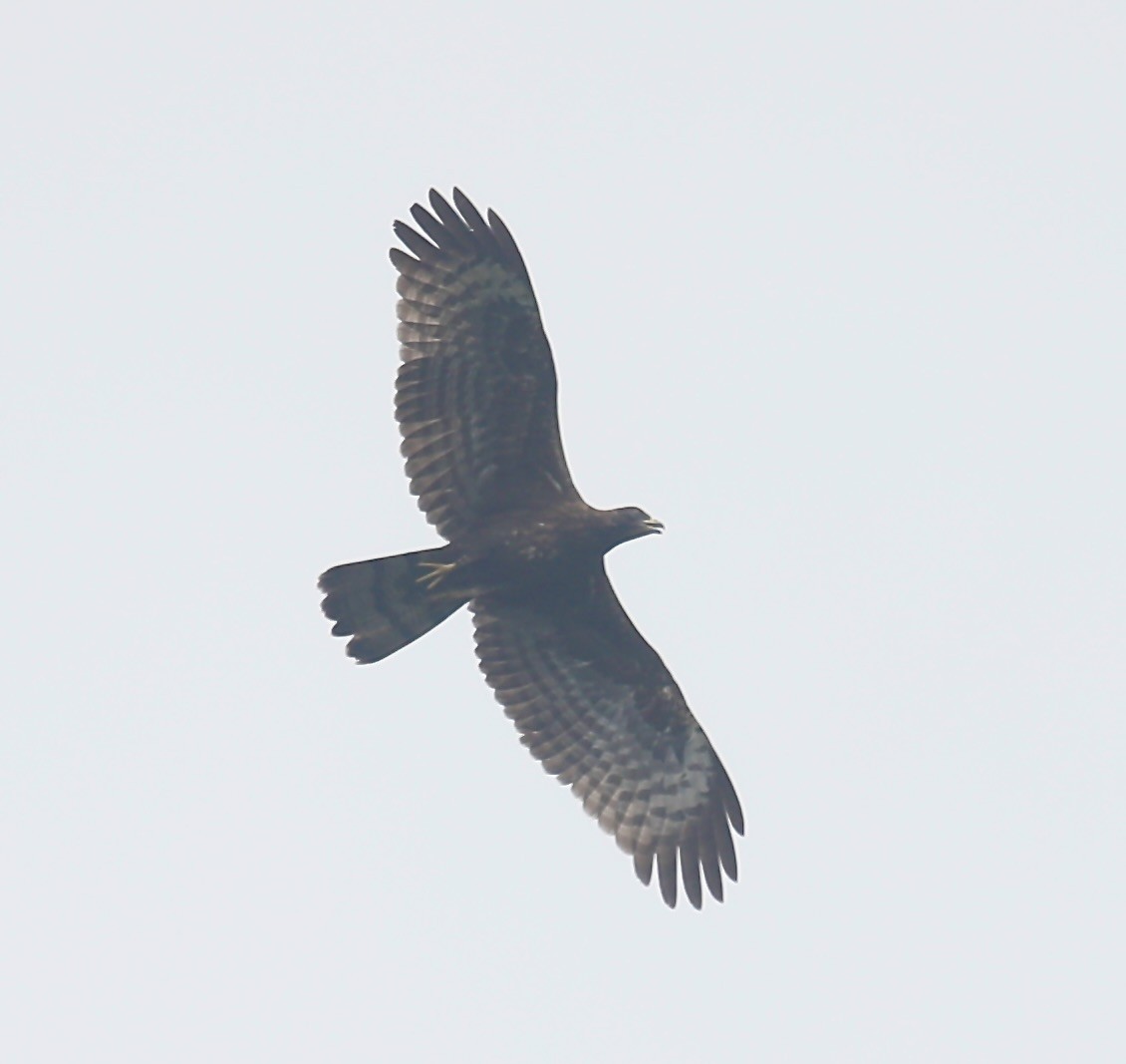 東方蜂鷹 - ML645830376