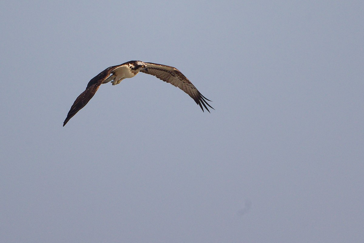 Скопа - ML645830379