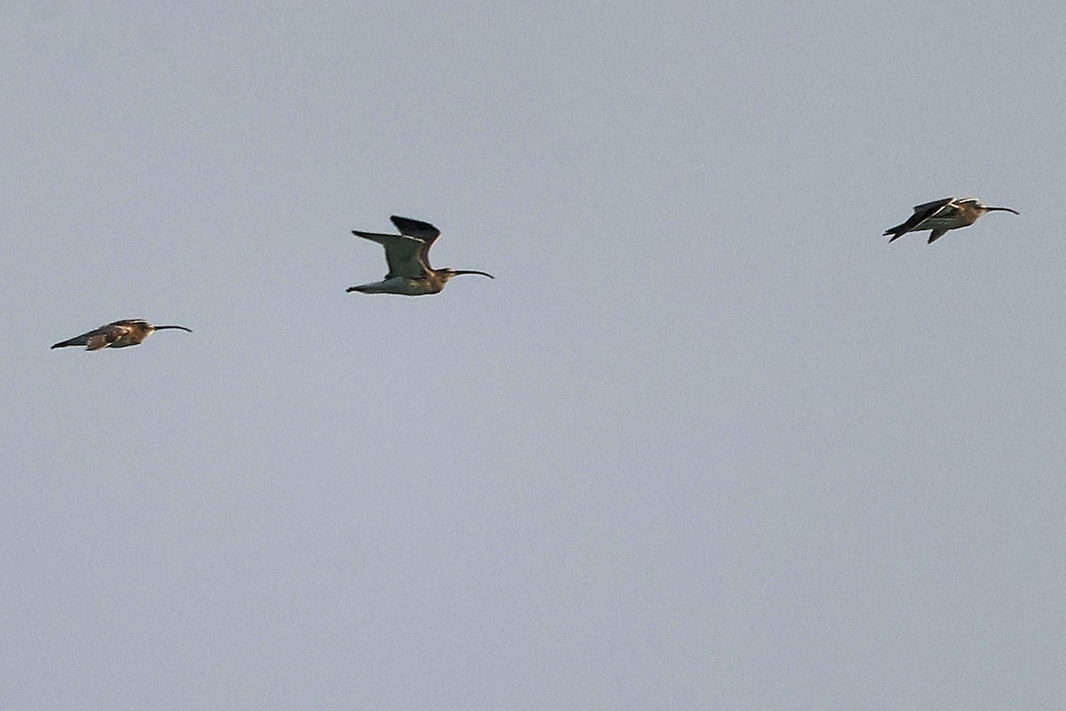 Большой кроншнеп - ML645830388