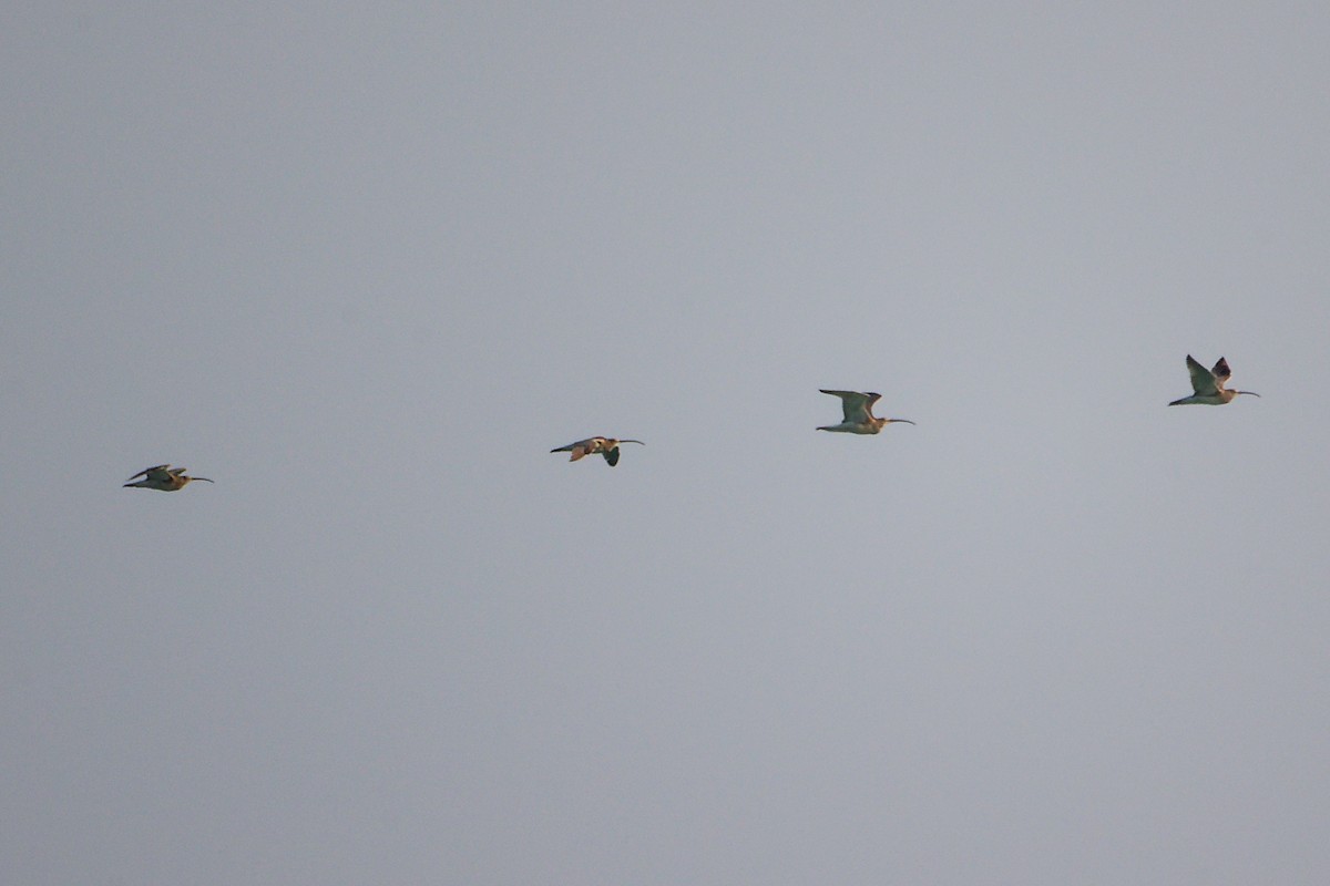 Большой кроншнеп - ML645830389