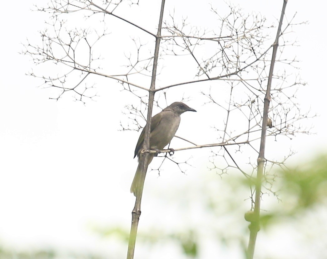 Малайский бюльбюль - ML645830391