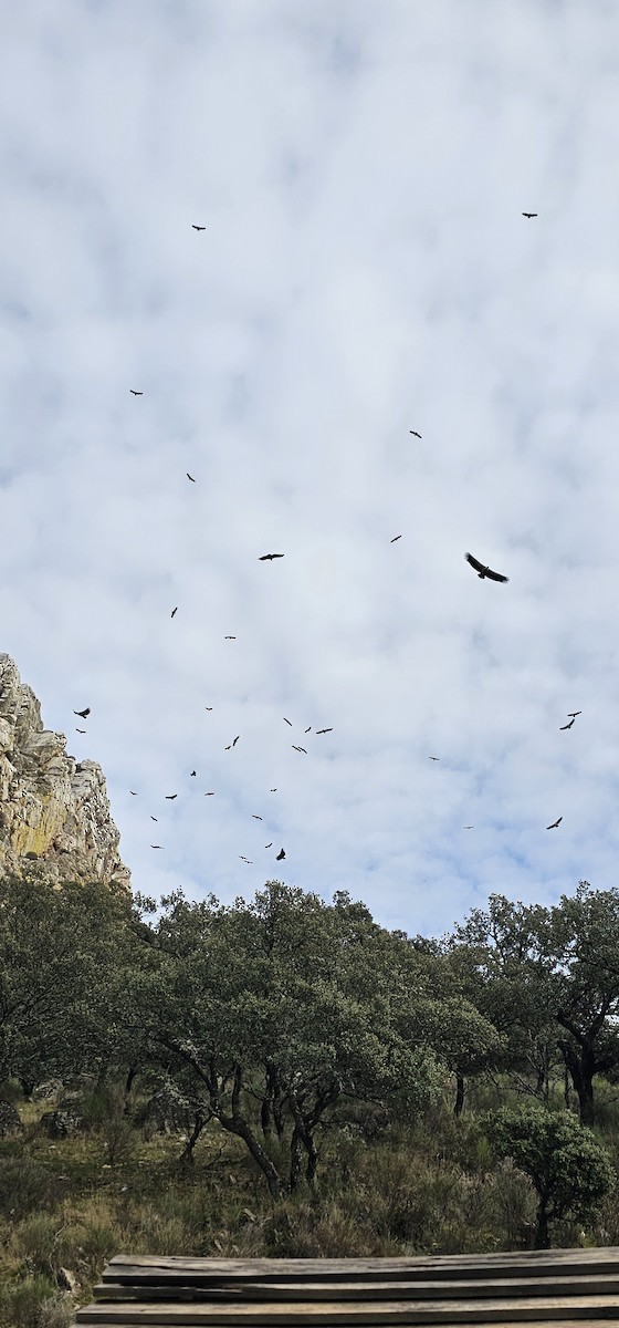 Белоголовый сип - ML645830392