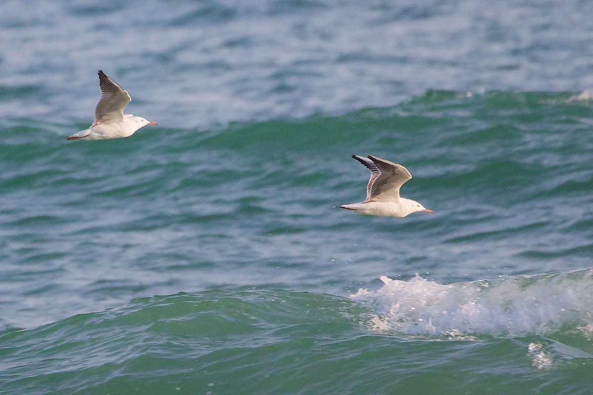 Морской голубок - ML645830393