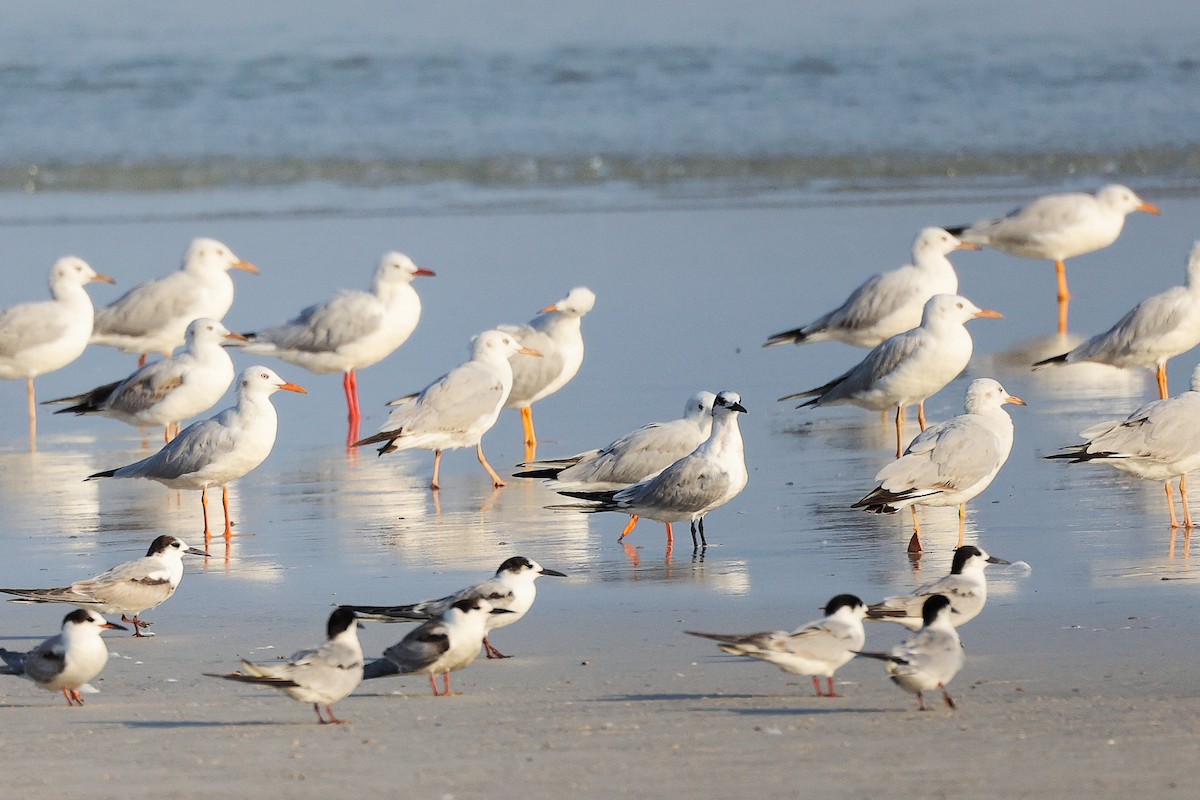 Морской голубок - ML645830394