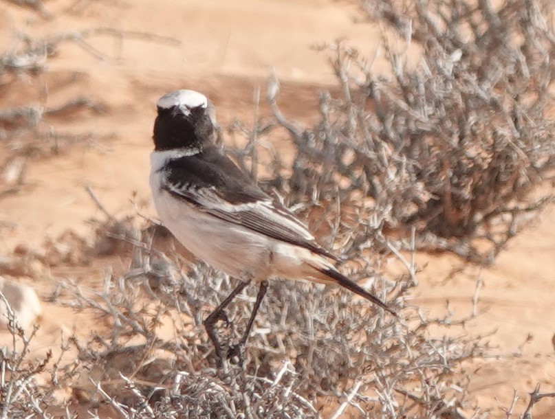 Рыжепоясничная каменка - ML645830395