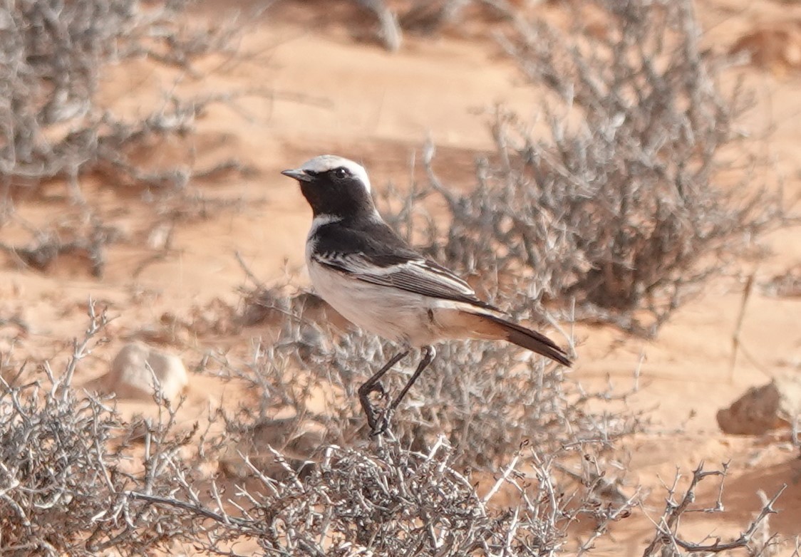 Рыжепоясничная каменка - ML645830396