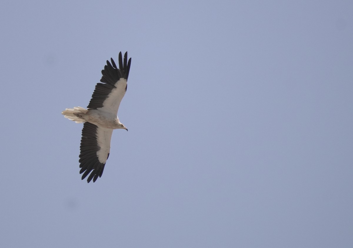 Стервятник - ML645830397