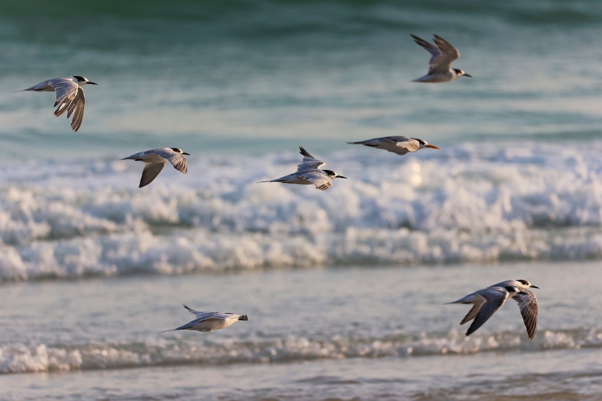 Речная крачка - ML645830398