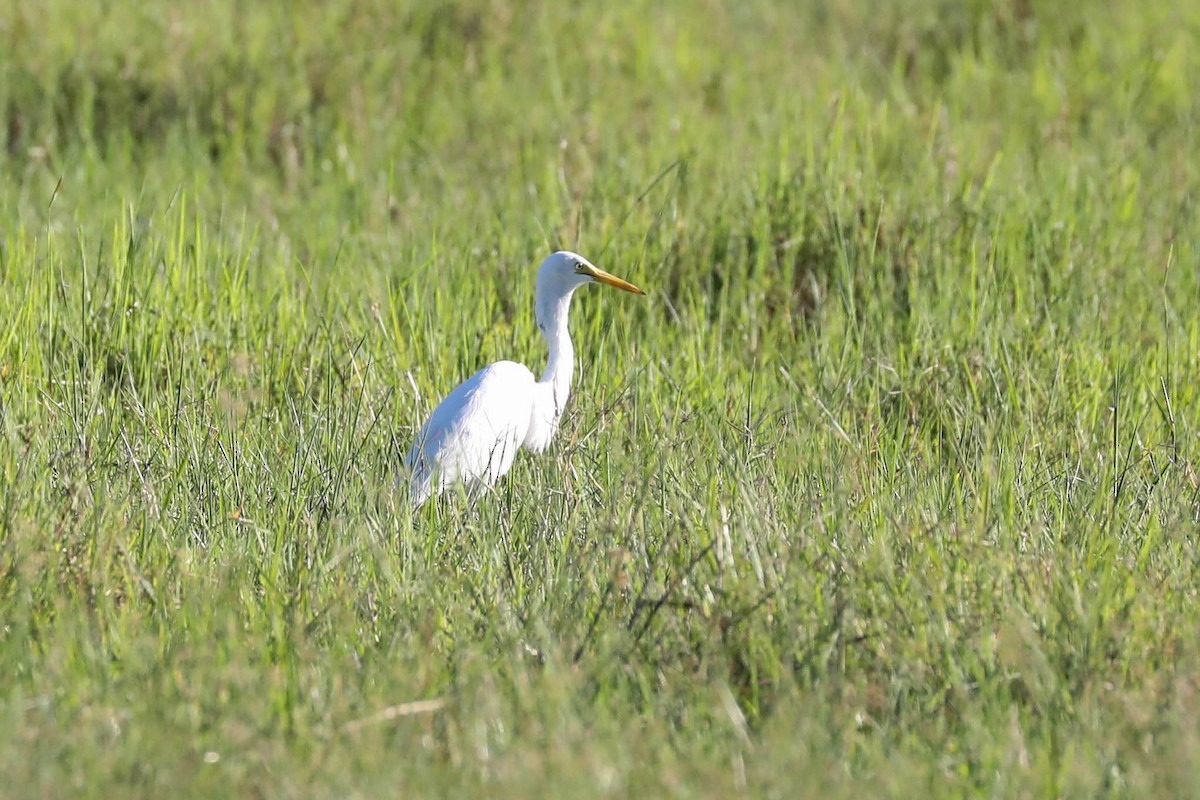 Yellow-billed Egret - ML645830399
