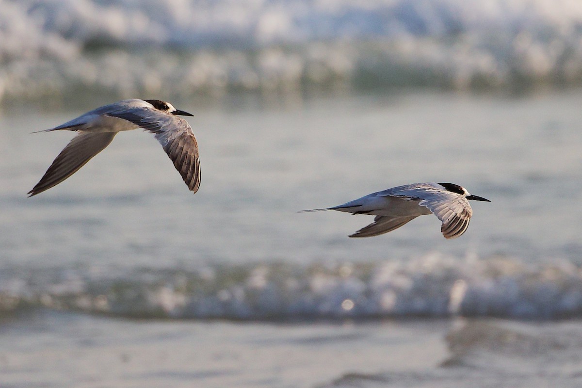 Речная крачка - ML645830400