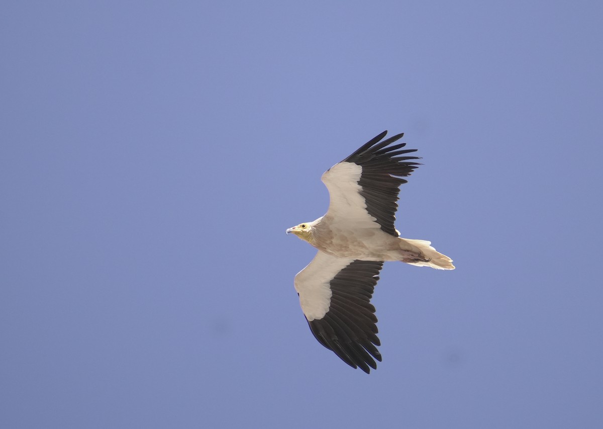 Стервятник - ML645830403