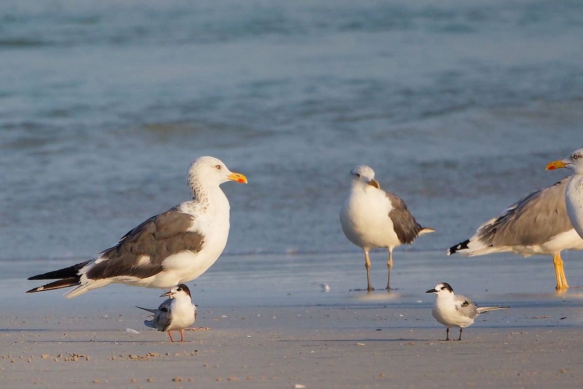 Клуша - ML645830404