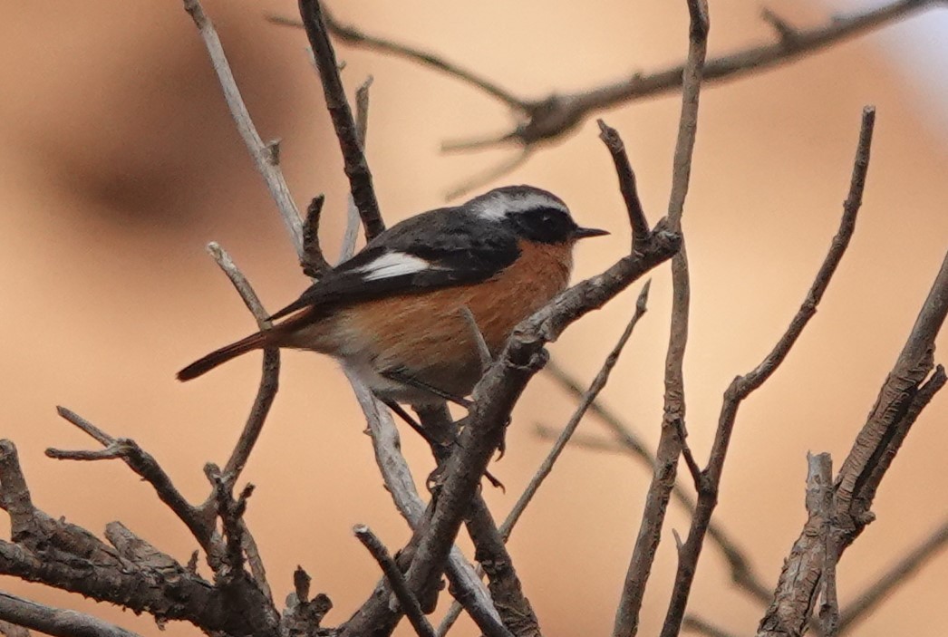 Белобровая горихвостка - ML645830405