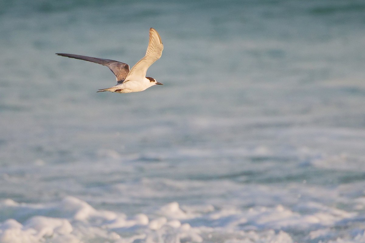 Речная крачка - ML645830407