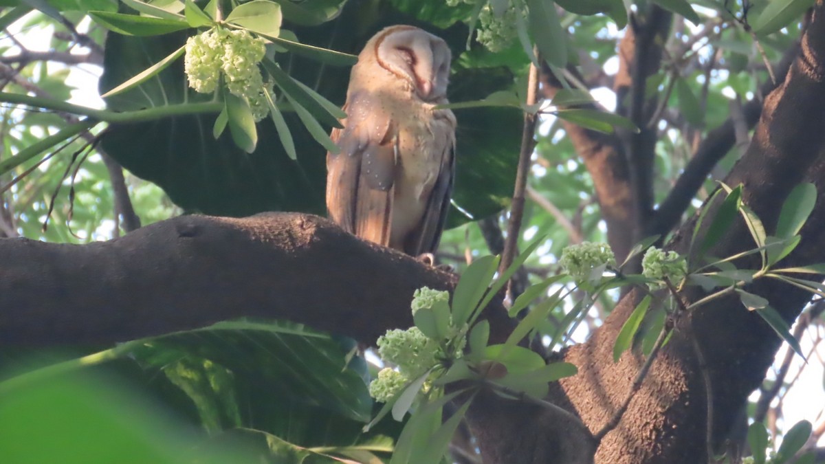 Eastern Barn Owl - ML645830408