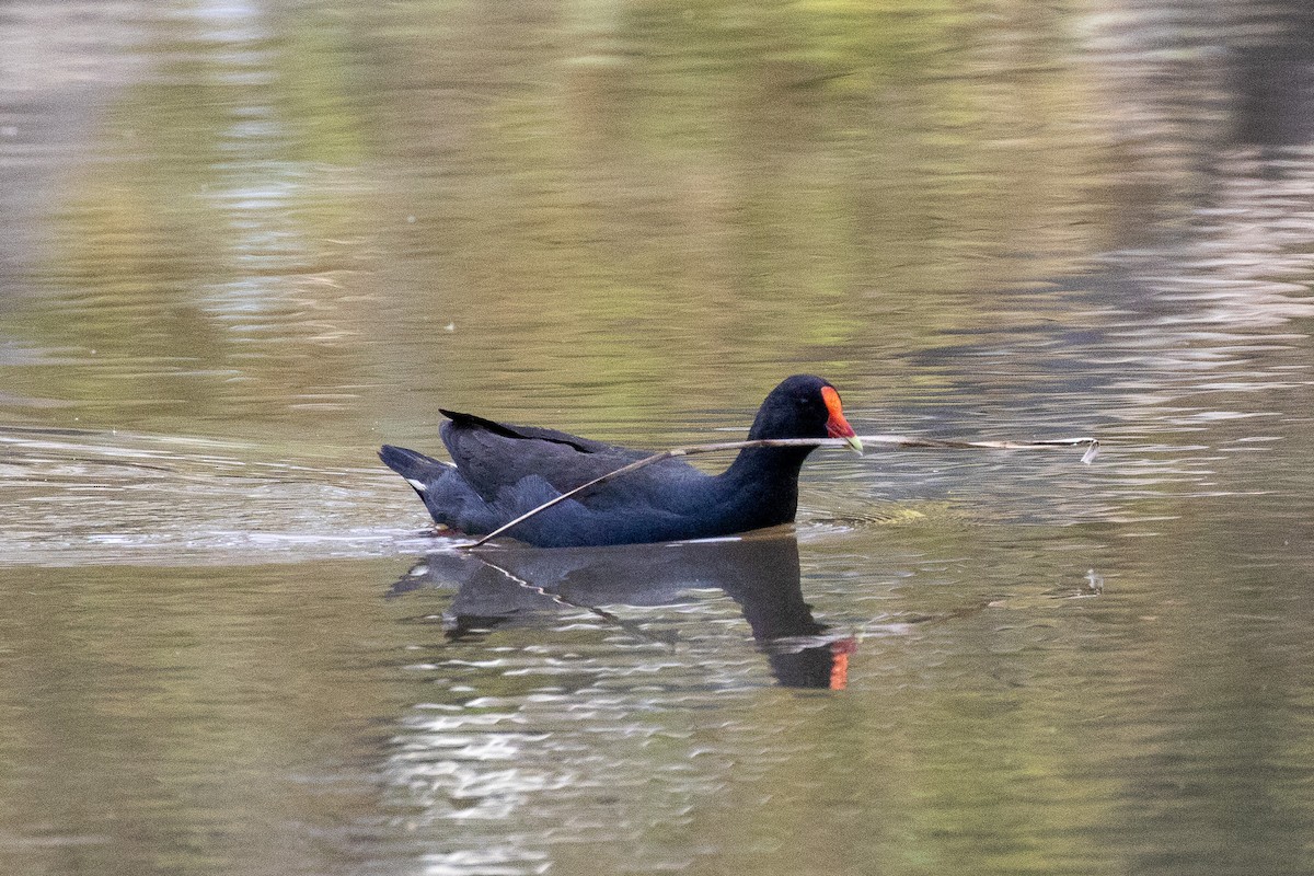 Тёмная камышница - ML645830409