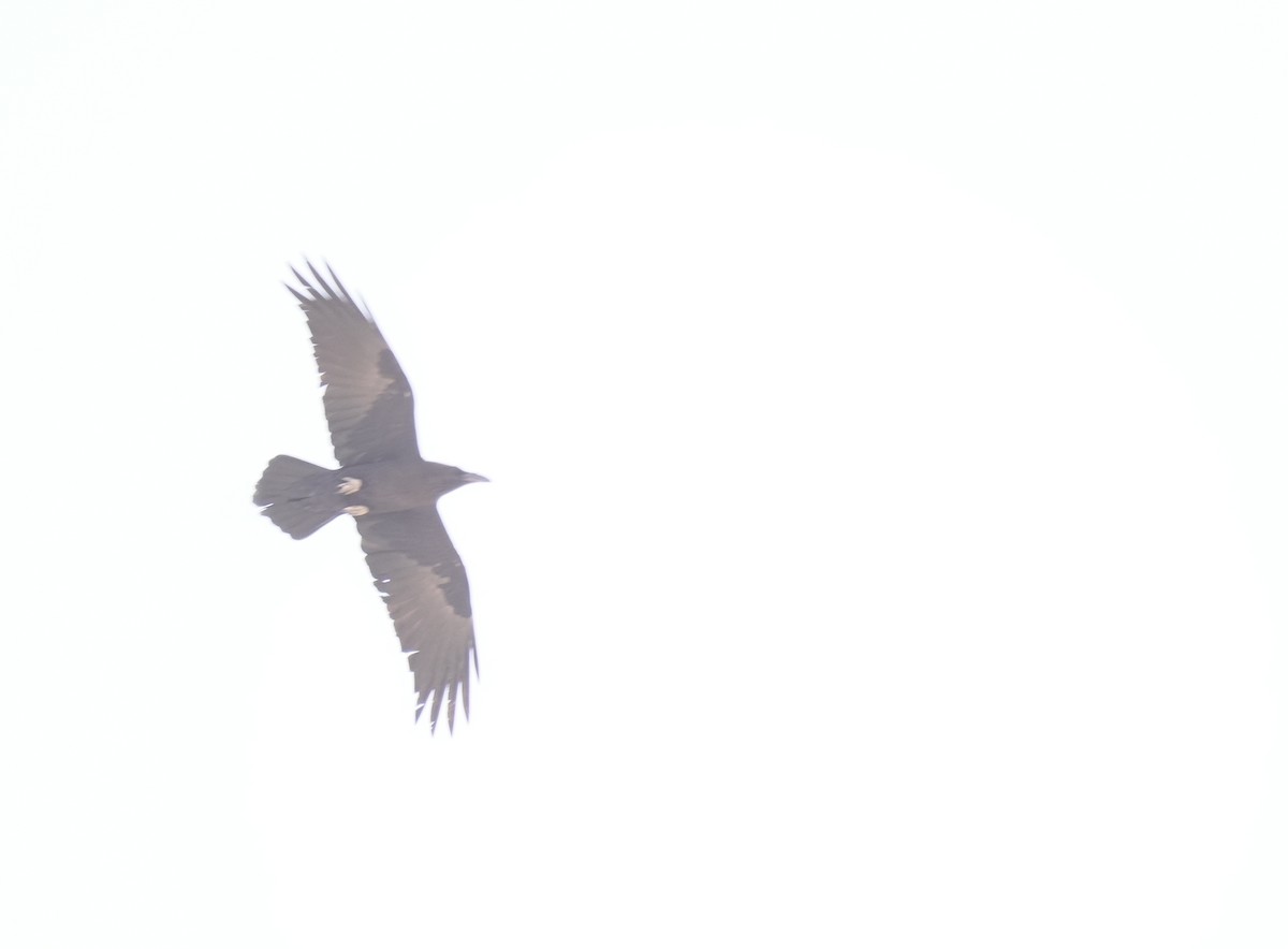 Пустынный ворон - ML645830411