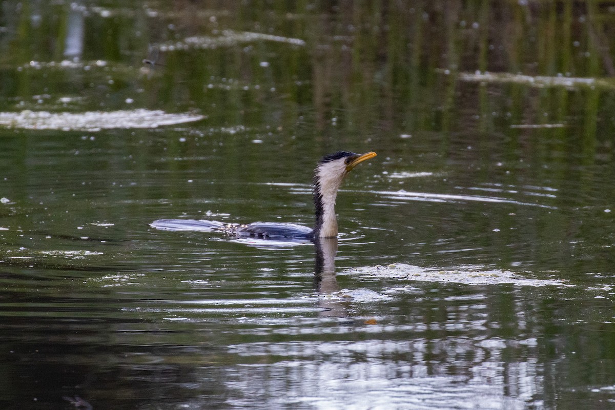 Пёстрый баклан - ML645830412