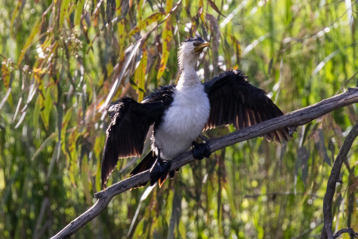 Пёстрый баклан - ML645830413