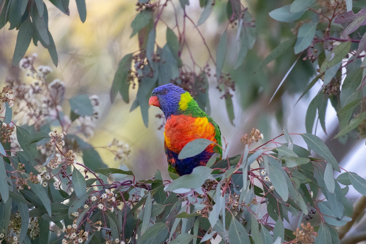 Радужный лорикет - ML645830416