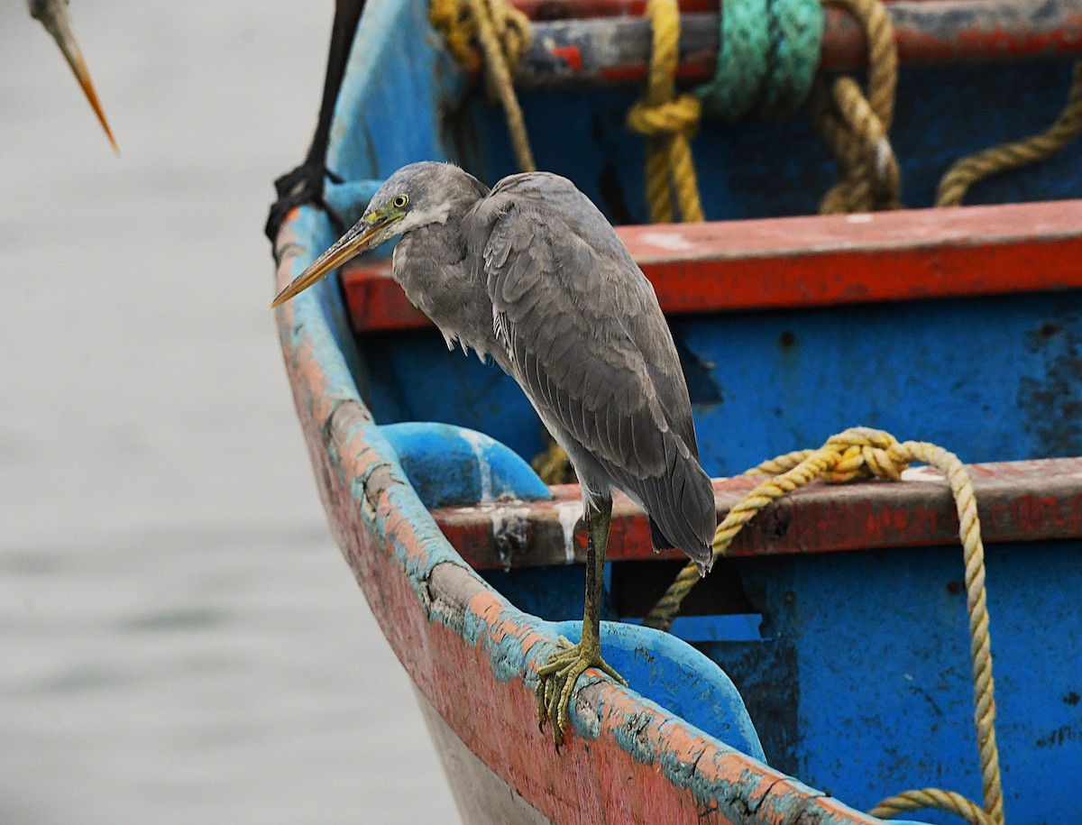 Западная рифовая цапля - ML645830417