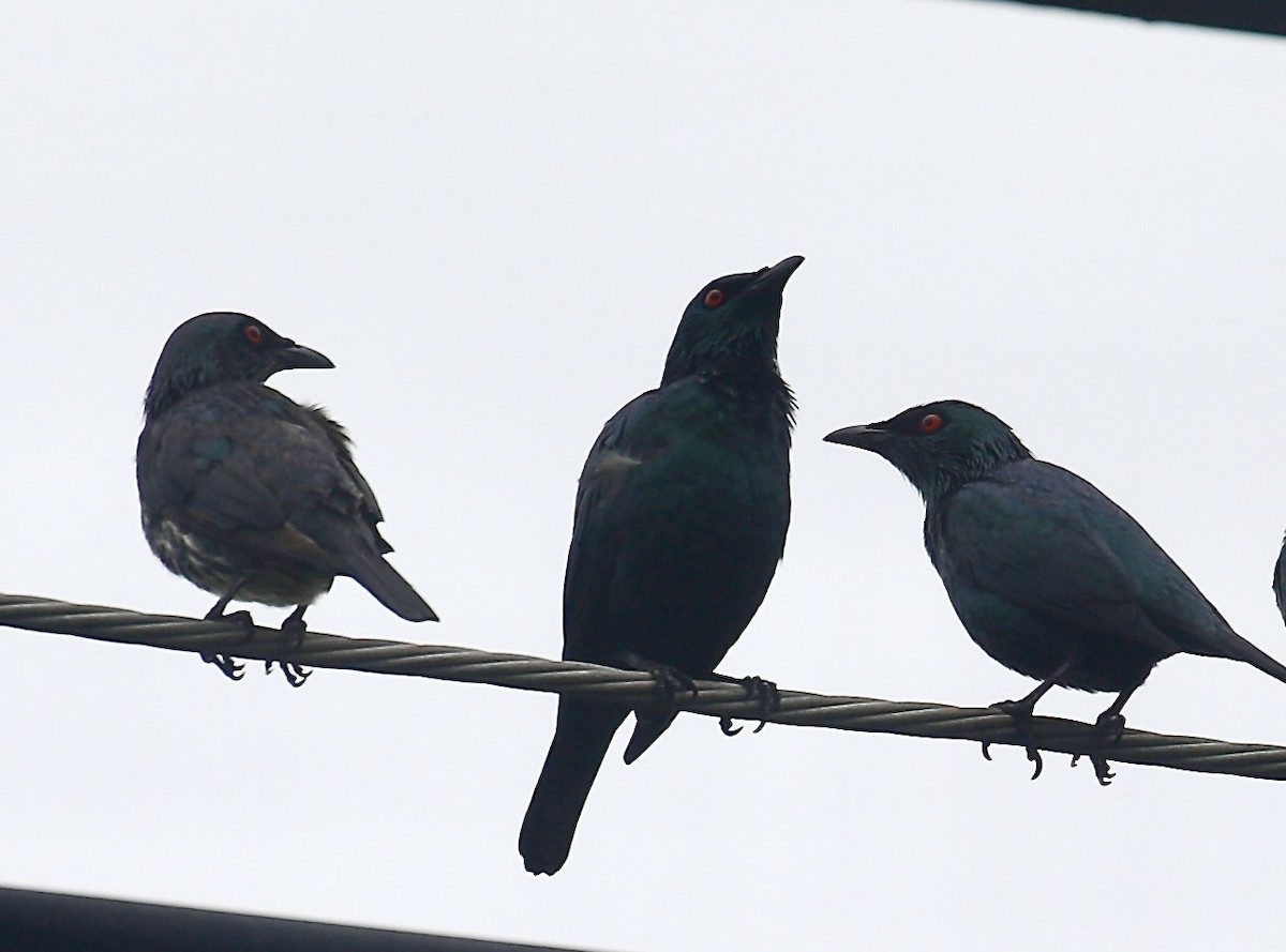 Asian Glossy Starling - ML645830433