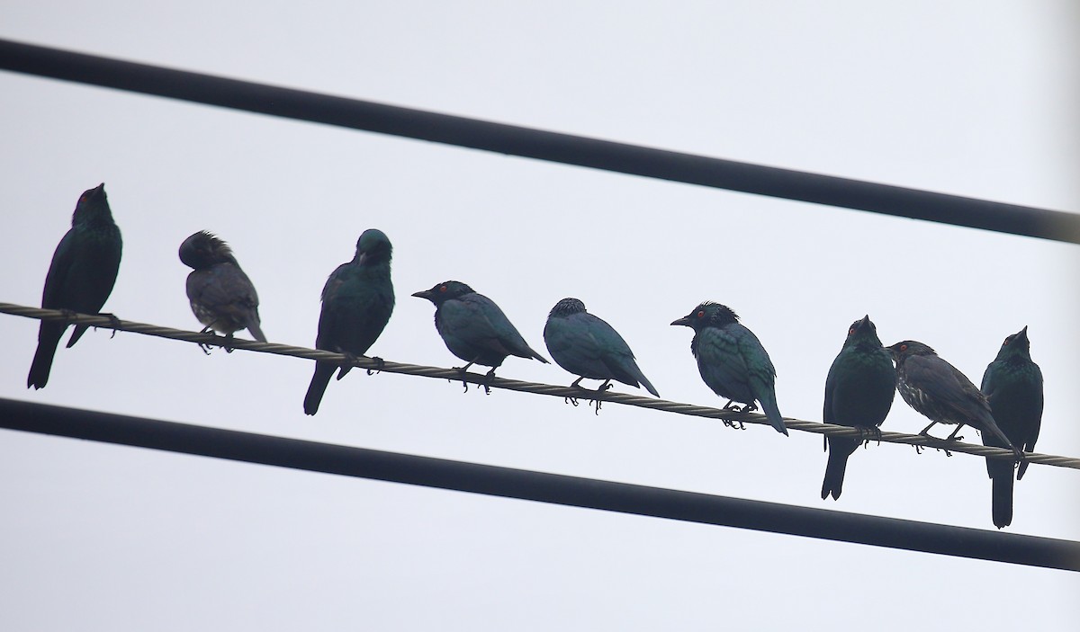 Asian Glossy Starling - ML645830434