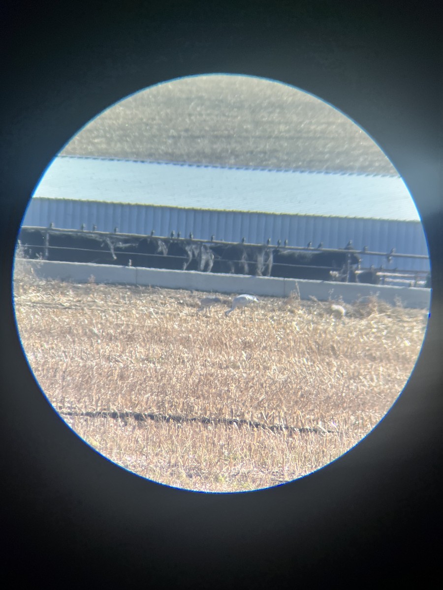 Common Crane - ML645830450