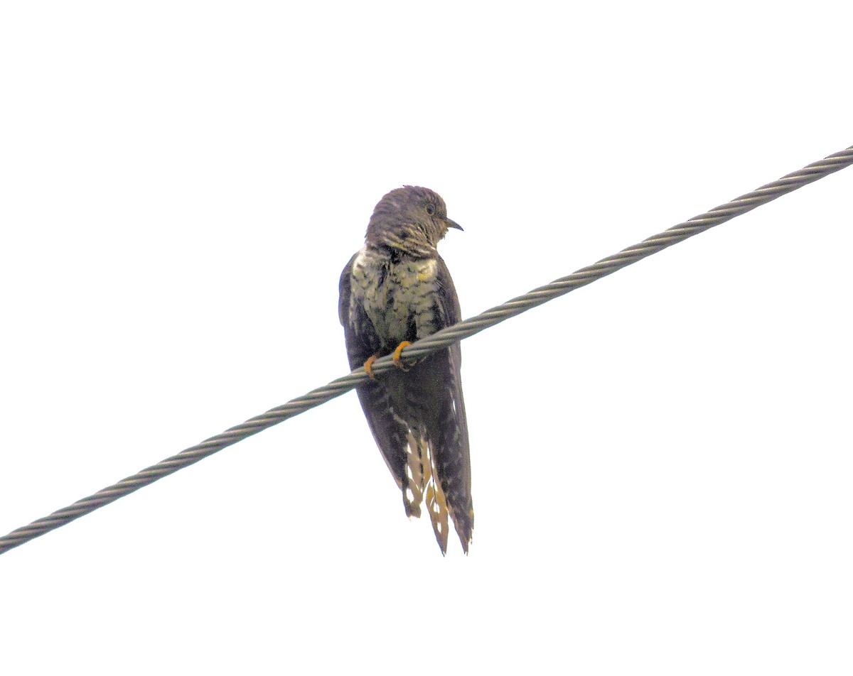 Lesser Cuckoo - ML645830453