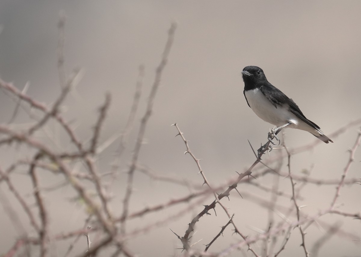 Hume's Wheatear - ML645830454