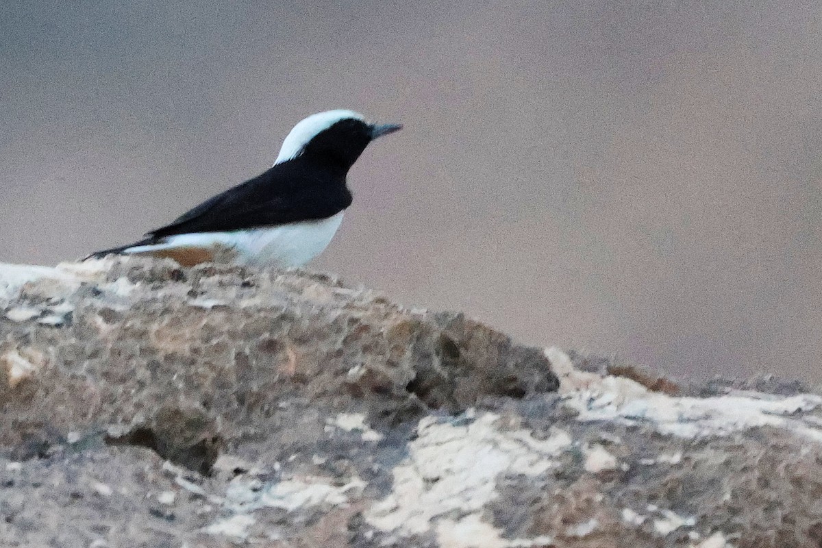 Arabian Wheatear - ML645830458