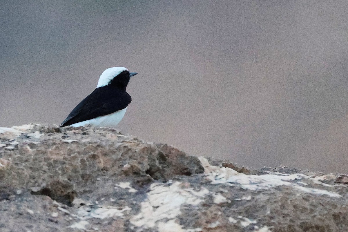 Arabian Wheatear - ML645830459