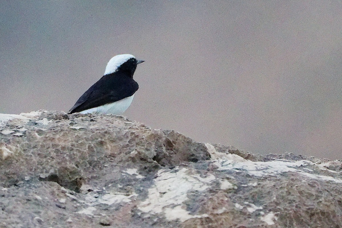 Arabian Wheatear - ML645830460